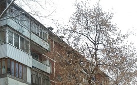 Кронирование деревьев на придомовой территории по адресу ул. Краснофлотская, 25